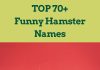 Funny-Hamster-Names