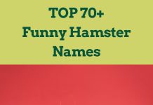 Funny-Hamster-Names