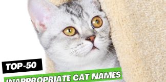 ATTACHMENT DETAILS Inappropriate-Cat-Names-–-Our-Top-50-Picks.