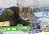 Magical-Cat-Names-–-Our-Top