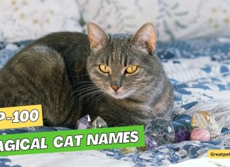 Magical-Cat-Names-–-Our-Top