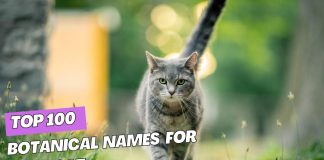 The-Top-100-Botanical-Names-for-Your-Cat