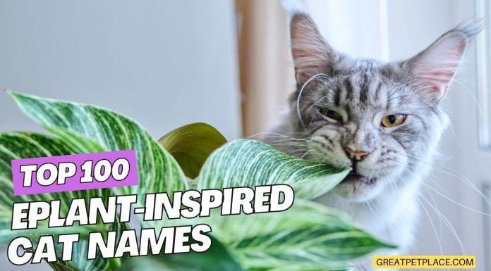 Top-100-Plant-Inspired-Cat-Names