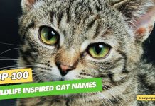 Top-100-Wildlife-Inspired-Cat-Names