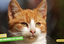 Top-100-Wildlife-Inspired-Cat-Names
