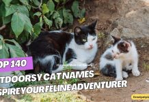 140-Outdoorsy-Cat-Names-to-Inspire-Your-Feline-Adventurer
