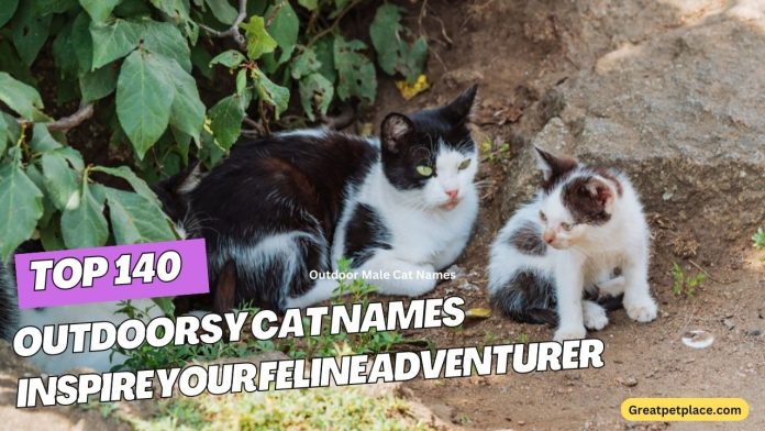 140-Outdoorsy-Cat-Names-to-Inspire-Your-Feline-Adventurer