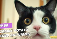 60-Cat-Name-Ideas-Inspired-by-the-Police