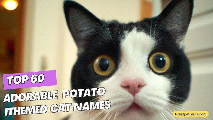 60-Cat-Name-Ideas-Inspired-by-the-Police