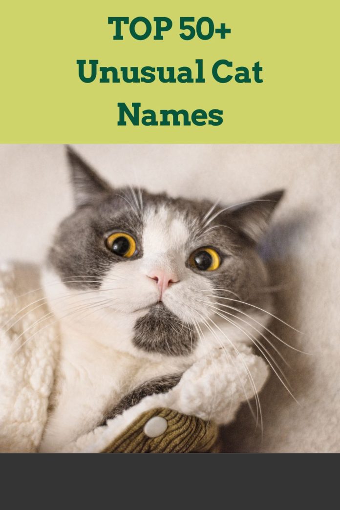 Unusual-Cat-Names