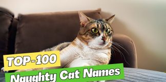 100-Naughty-Cat-Names-Great-Ideas-for-Your-Naughty-Cat