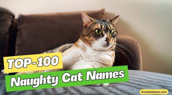 100-Naughty-Cat-Names-Great-Ideas-for-Your-Naughty-Cat
