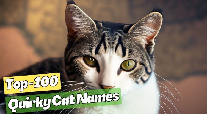Quirky-Cat-Names-That-Will-Make-You-Smile