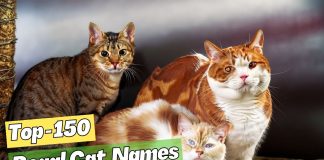 150-Regal-Cat-Names-Fit-for-a-King