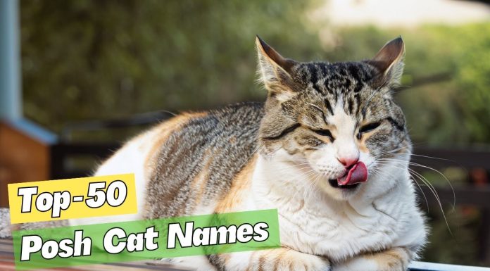 50-Posh-Cat-Names-to-Impress