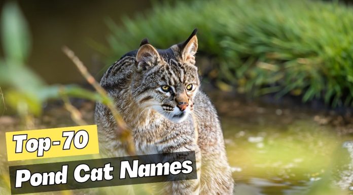 70-Pond-inspired-Cat-Names