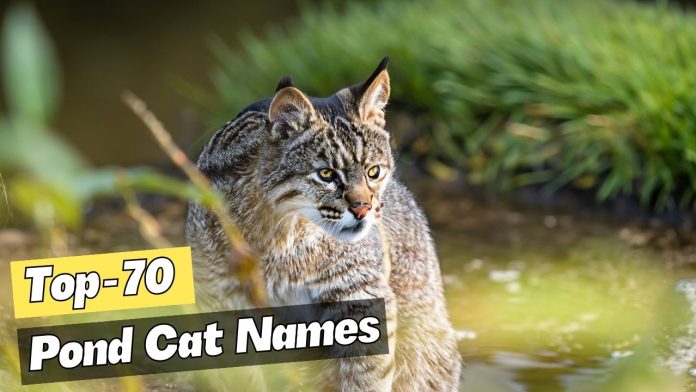 70-Pond-inspired-Cat-Names