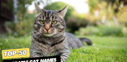 Adorable-Cat-Names-–-Our-Top-50