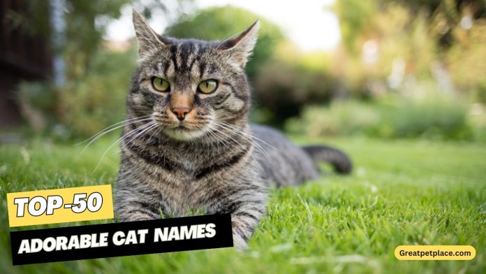 Adorable-Cat-Names-–-Our-Top-50
