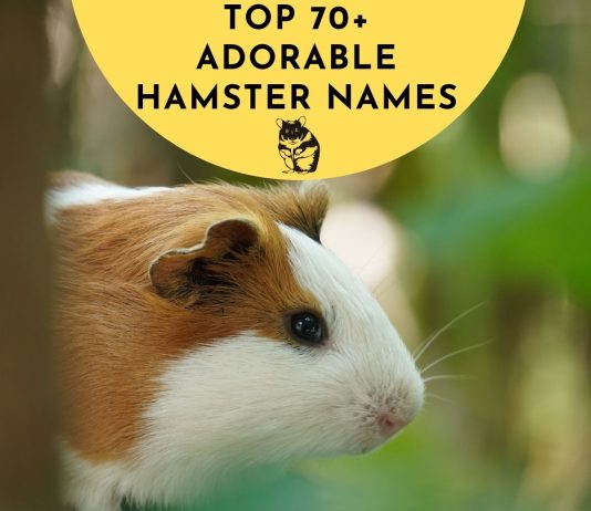 Adorable-Hamster-Names-Our-Top-70-Picks