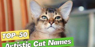 Artistic-Cat-Names-The-50-Best-Ideas