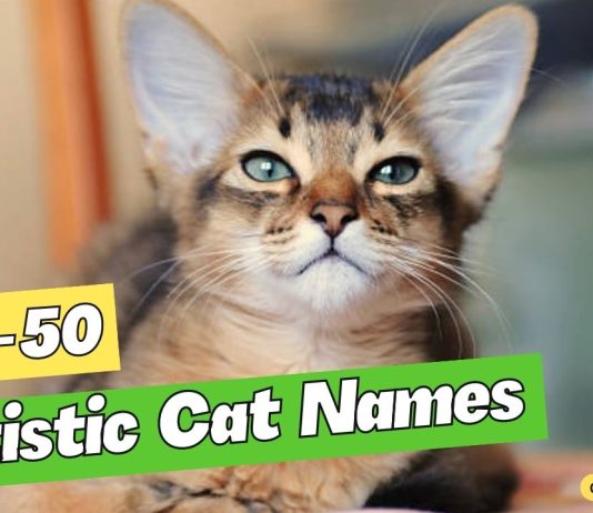 Artistic-Cat-Names-The-50-Best-Ideas