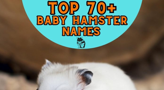 Baby-Hamster-Names-Our-Top-70-Picks