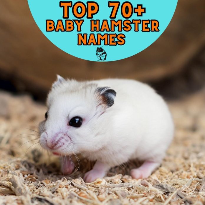 Baby-Hamster-Names-Our-Top-70-Picks