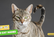 Bad-Cat-Names