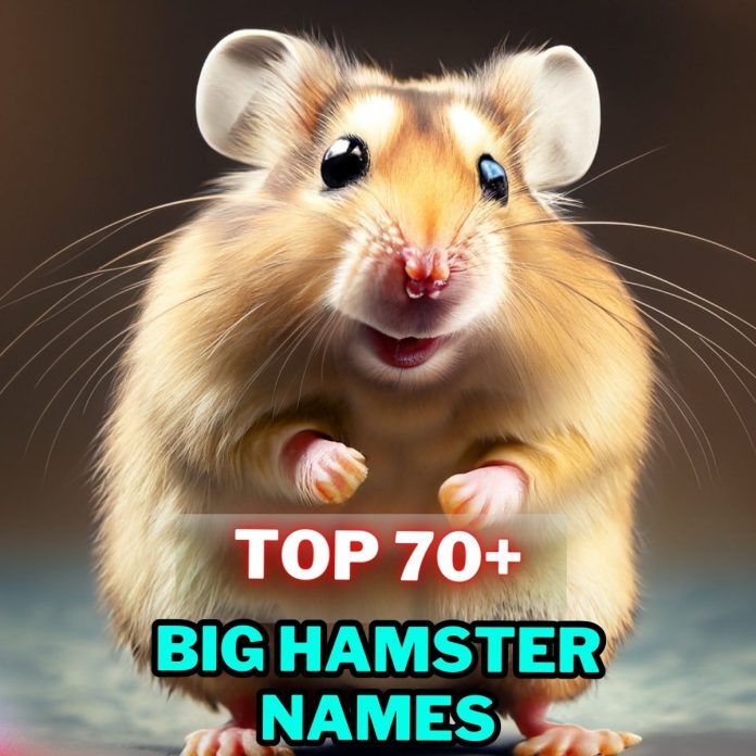 Big-Hamster-Names-Our-Top-70-Picks