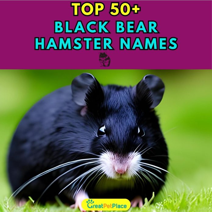 Black-Bear-Hamster-Names