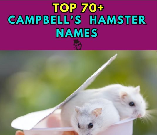 Campbells-Hamster-Names