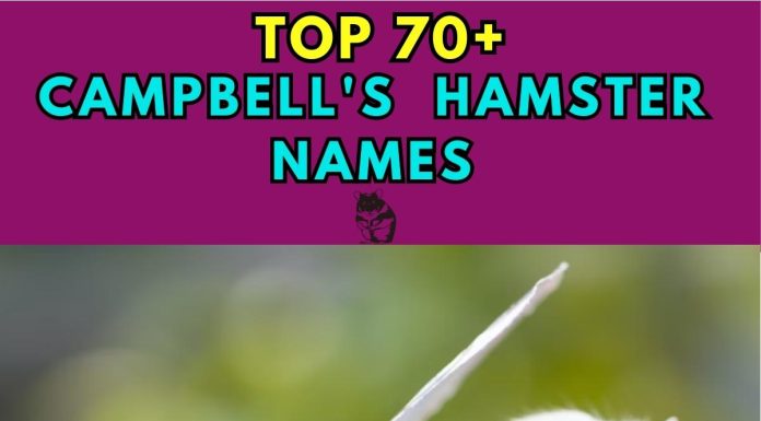 Campbells-Hamster-Names