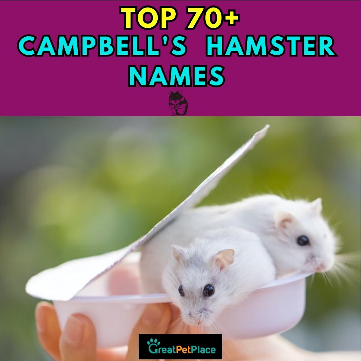 Campbells Hamster Names Our Top 70 Picks