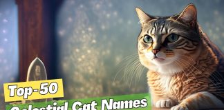 Celestial-Cat-Names-Our-Top-50-Picks