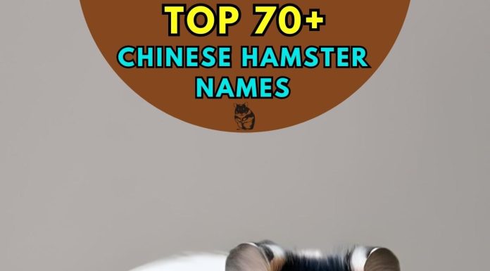 Chinese-Hamster-Names