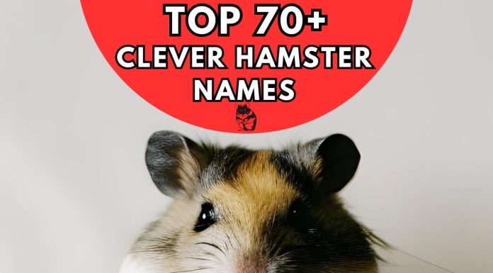Clever-Hamster-Names