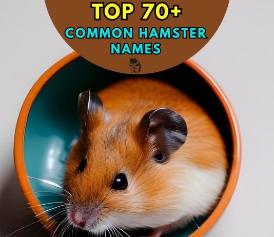 Common-Hamster-Names