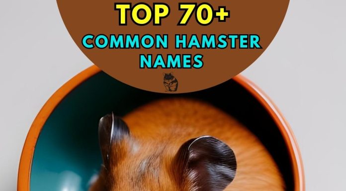Common-Hamster-Names