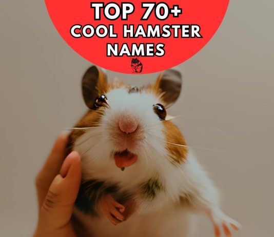 Cool-Hamster-Names