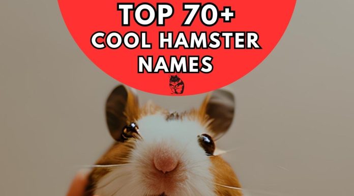 Cool-Hamster-Names