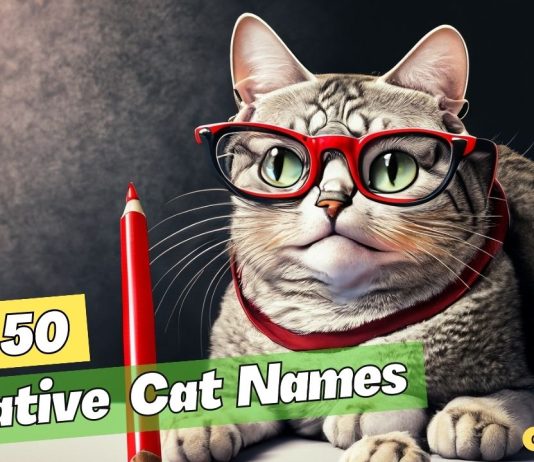 Creative-Cat-Names-–-Our-Top-50-Favorites