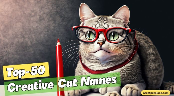 Creative-Cat-Names-–-Our-Top-50-Favorites