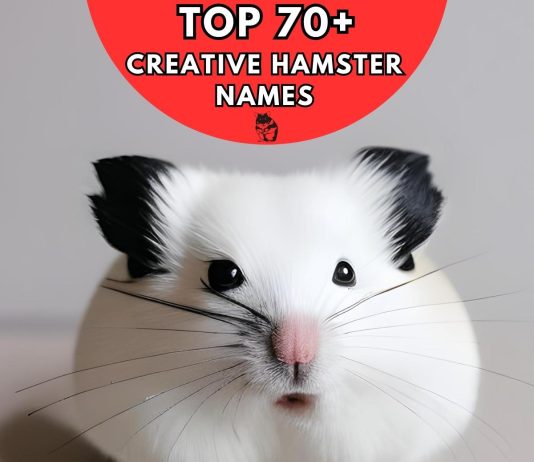 Creative-Hamster-Names-