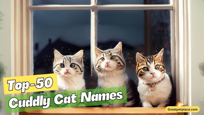 Cuddly-Cat-Names-–-Our-Top-50-Favorites