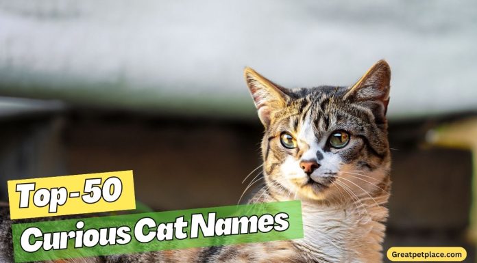 Curious-Cat-Names-–-Our-Top-50-Picks