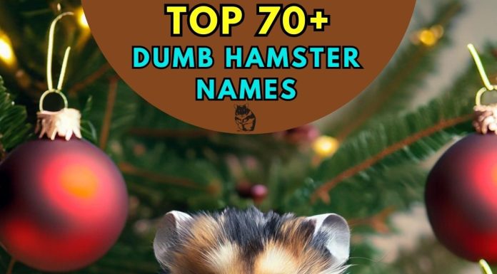 Dumb-Hamster-Names