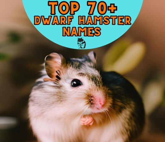 Dwarf-Hamster-Names