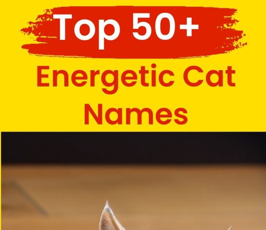 Energetic-Cat-Names