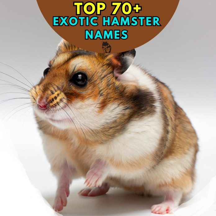 Exotic-Hamster-Names